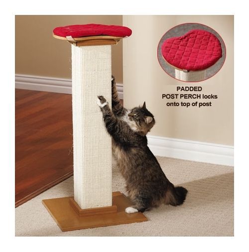 Cat scratching on sale post with perch