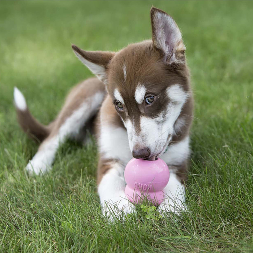 KONG Farmyard Friends Chicken Biscuit Treat