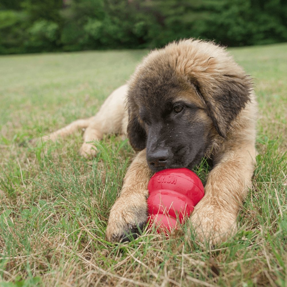 KONG Farmyard Friends Chicken Biscuit Treat