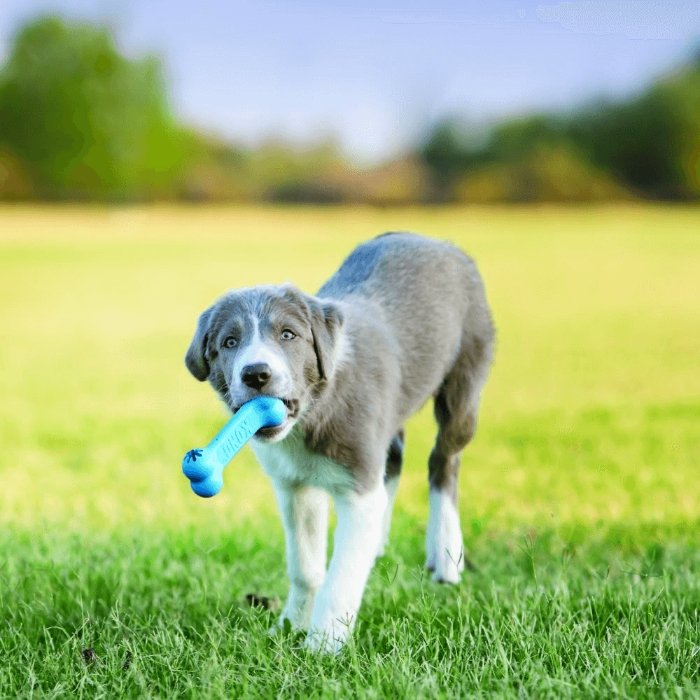 KONG Puppy Goodie Bone - Small