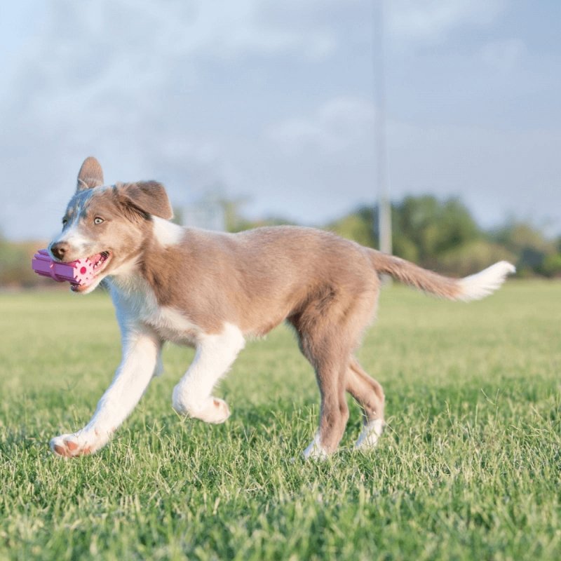 KONG Puppy Teething Stick - 4 Units